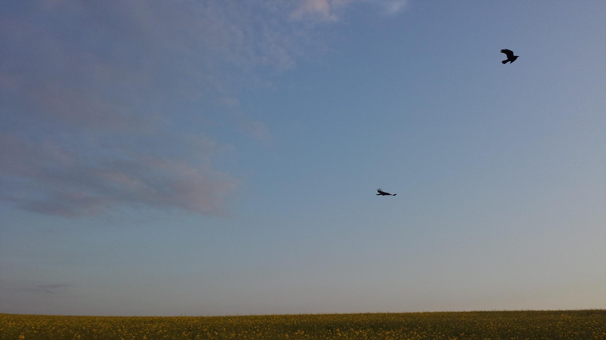 Lupsanu 1 11 mai 2014 - 20140511063029.jpg